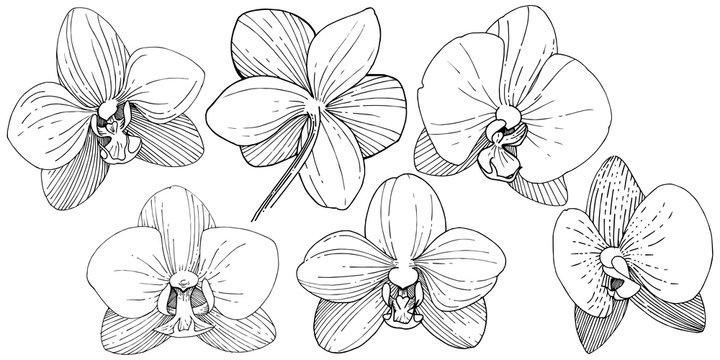 How to Draw an Orchid Flower Easy - YouTube