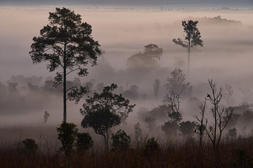 Mist in the morning forest.