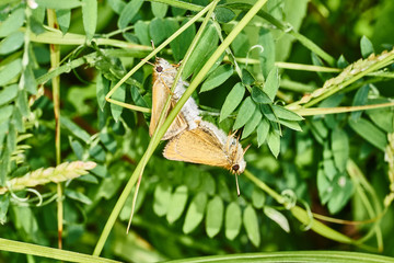 Pair of least skippers mating