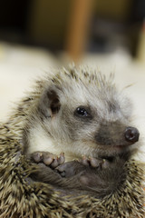 Hedgehog