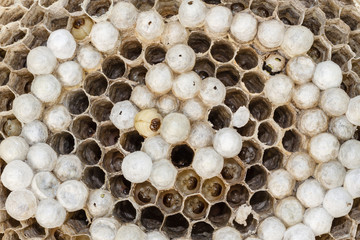 Avispero de Avispas Cartoneras o Papeleras. Polistes dominula.