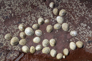 limpets attached to rocks