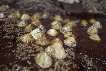 limpets attached to rocks