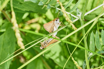 Least Skipper mating