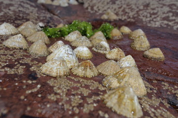 group of limpets on the beach (Patella vulgata) covered with barnacles