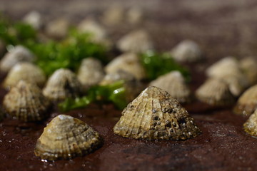 group of limpets on the beach (Patella vulgata) covered with barnacles
