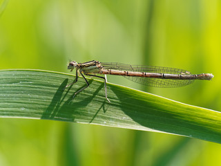 Resting Damselfly