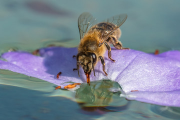 Honigbiene auf dem wasser