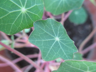 Листья настурции