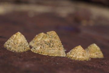 limpets attached to rocks