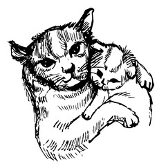 Cat and kitten hand drawn