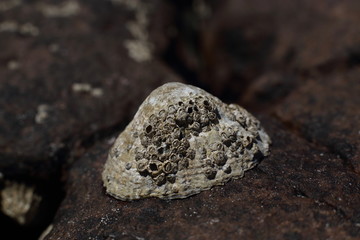 limpets attached to rocks