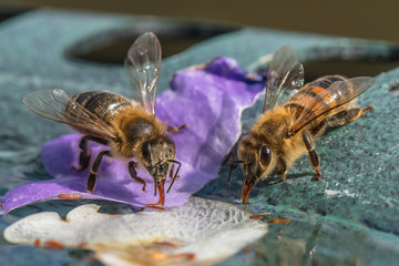 bienen