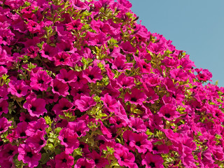 Obraz premium Rote Petunien, Petunia