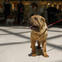 Shar pei dog standing on a leash sticking tongue out