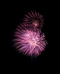 Pink Fireworks explosion on black sky