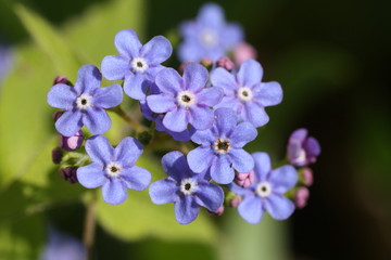 Fototapeta premium Blaue Vergissmeinnicht 