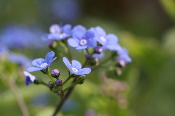 Fototapeta premium Blaue Vergissmeinnicht 
