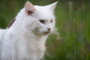 Naklejka na ściany i meble White long fur cat 