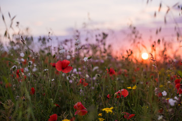 Poppy field at sunset closeup