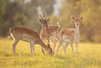 Family of Sika Deer at sunset