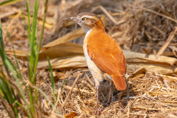 pale legged hornero looking for food