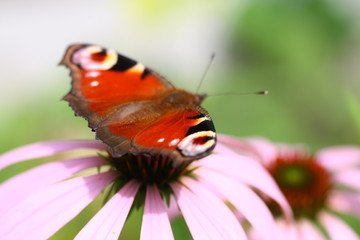 Fototapeta na wymiar Schmetterling an rosa farbener Blüte
