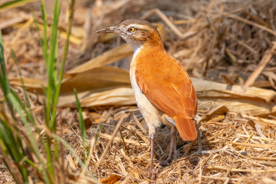pale legged hornero looking for food
