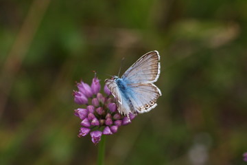 Schmetterling an rosa farbener Blüte