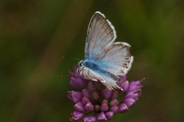 Obraz premium Schmetterling an rosa farbener Blüte