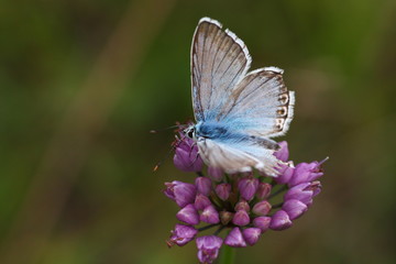 Schmetterling an rosa farbener Blüte