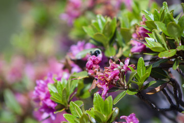 Eine Nahaufnahme von Alpenrosen in den Schweizer Alpen.