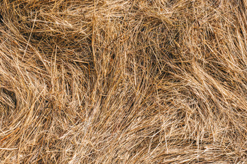 Golden hay background hay