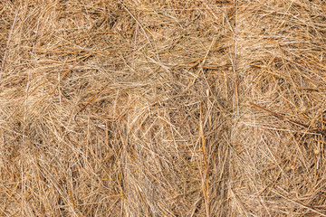 Golden hay background hay