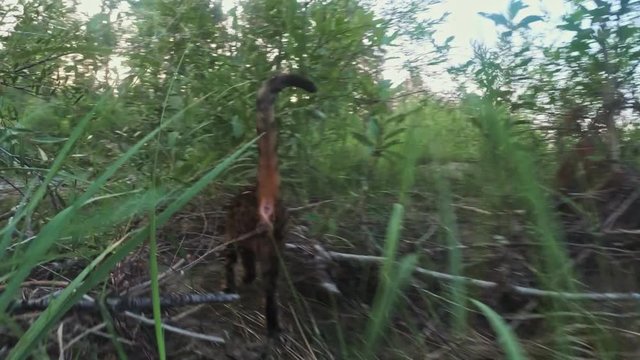 One cat bengal walks on the green grass. Bengal kitty learns to walk along the forest. Asian leopard cat tries to hide in the grass. Reed domesticated cat in nature. Domestic cat on beach near river.
