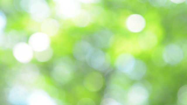 木漏れ日　新緑
