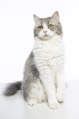mix persian cat