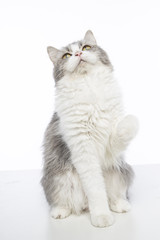 Fototapeta premium mix persian cat