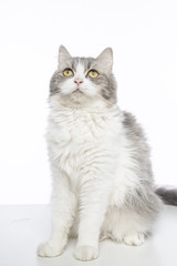 mix persian cat