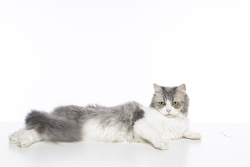 mix persian cat