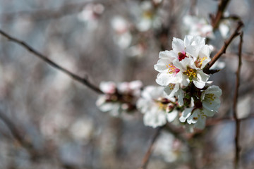 Beautiful white and pink almond flowers in Willunga South Australia on 1st August 2018