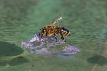 biene auf dem wasser