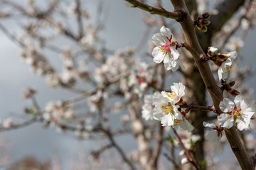 Beautiful white and pink almond flowers in Willunga South Australia on 1st August 2018