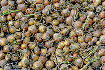 Harvest of onions is dried