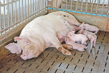 Mother pig Feeding Piglet  little piglets on the farm