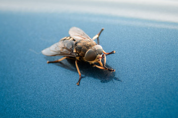 Fly closeup on a blue background. Flying insect