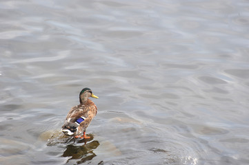 duck with colorful painting