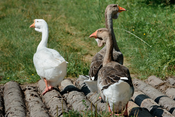 Naklejka na ściany i meble Three geese on poultry farm. Domestic birds walk in the yard .