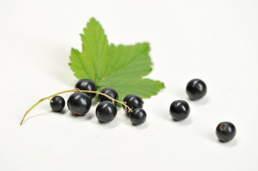 black currant berries on a branch