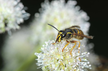 wasp sits on a flower - front view